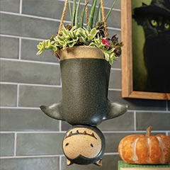 Hanging Bat Succulent Image 1