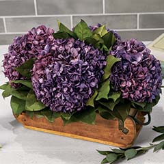 Everlasting Heirloom Hydrangeas Image 1