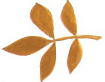 leaves