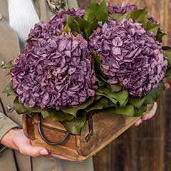 Everlasting Heirloom Hydrangeas Image 2